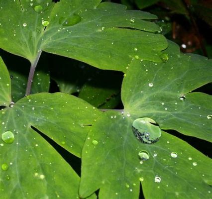  Quando a Chuva Cai: Um Delírio de Emoções e Desafios Juvenis